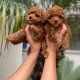 Toy Poodle Puppies for sale in Malden, MA 02148, USA. price: $500