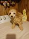 Toy Poodle Puppies for sale in Clyde, TX 79510, USA. price: $900