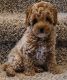 Toy Poodle Puppies for sale in San Antonio, TX 78254, USA. price: $3,000