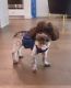 Toy Poodle Puppies for sale in Houston, TX, USA. price: $1,500