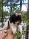 Toy Poodle Puppies for sale in Marina Del Rey, CA 90292, USA. price: $1,200