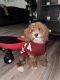 Toy Poodle Puppies for sale in Pooler, GA, USA. price: $1,200