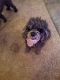 Toy Poodle Puppies for sale in Lake Charles, LA, USA. price: $500