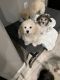 Toy Poodle Puppies for sale in Florence, AZ, USA. price: $1,400