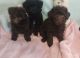 Toy Poodle Puppies for sale in Southgate, MI 48195, USA. price: $1,200