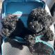 Toy Poodle Puppies for sale in St Joseph, MO, USA. price: $500