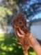 Toy Poodle Puppies for sale in Rosemead, CA 91770, USA. price: $2,000