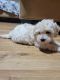 Toy Poodle Puppies for sale in Fort Worth, TX, USA. price: $750