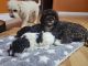 Toy Poodle Puppies for sale in Fort Worth, TX, USA. price: $700