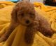 Toy Poodle Puppies for sale in Tacoma, WA, USA. price: $1,500