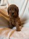 Toy Poodle Puppies for sale in Alpharetta, GA, USA. price: $800