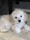 Toy Poodle Puppies for sale in Florence, AZ, USA. price: $1,300