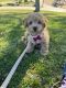 Toy Poodle Puppies for sale in San Diego, CA, USA. price: $2,500