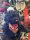 Toy Poodle Puppies for sale in Ontario, CA, USA. price: $1,500