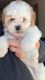 Toy Poodle Puppies for sale in Riverbank, CA, USA. price: $900