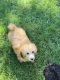 Toy Poodle Puppies for sale in New York, NY, USA. price: $1,200