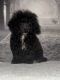 Toy Poodle Puppies for sale in New York, NY, USA. price: $1,200