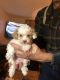 Toy Poodle Puppies for sale in Pendleton, OR 97801, USA. price: $1,000