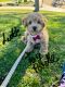 Toy Poodle Puppies for sale in San Diego, CA, USA. price: $2,000
