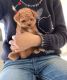 Toy Poodle Puppies for sale in California Coastal Trl, San Francisco, CA 94129, USA. price: $750