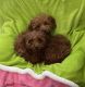 Toy Poodle Puppies for sale in Downey, CA, USA. price: $1,800