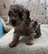 Toy Poodle Puppies for sale in Columbus, Ohio. price: $2,500