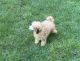 Toy Poodle Puppies for sale in New York, NY, USA. price: $800