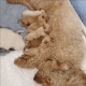 Toy Poodle Puppies for sale in San Diego, California. price: $950