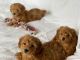 Toy Poodle Puppies for sale in Sarasota, Florida. price: $500