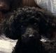 Toy Poodle Puppies for sale in Terryville, Plymouth, CT, USA. price: $1,000