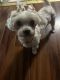 Toy Poodle Puppies for sale in Ft.  Myers Beach, Florida. price: $1,500