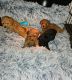 Toy Poodle Puppies for sale in Fort Worth, Texas. price: $2,000