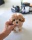 Toy Poodle Puppies for sale in Lansing, Michigan. price: $950