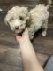 Toy Poodle Puppies for sale in Stamford, Connecticut. price: $700