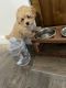 Toy Poodle Puppies for sale in Woodbridge, Connecticut. price: $1,500