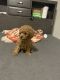 Toy Poodle Puppies for sale in Atlanta, Georgia. price: $1,800
