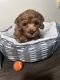 Toy Poodle Puppies for sale in Fountain Valley, California. price: $2,000