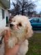 Toy Poodle Puppies for sale in St. Louis, MO, USA. price: $500
