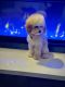 Toy Poodle Puppies for sale in Port St. Lucie, Florida. price: $2,800
