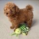 Toy Poodle Puppies for sale in Brooklyn, New York. price: NA