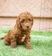 Toy Poodle Puppies for sale in Delaware City, Delaware. price: $600