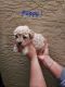 Toy Poodle Puppies for sale in Arcadia, Florida. price: $1,000