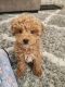 Toy Poodle Puppies for sale in Mesa, AZ, USA. price: NA