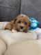 Toy Poodle Puppies for sale in Albuquerque, NM, USA. price: $1,500