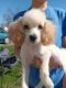Toy Poodle Puppies for sale in St. Louis, MO, USA. price: $750
