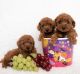 Toy Poodle Puppies for sale in Newark, Delaware. price: NA