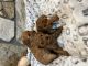 Toy Poodle Puppies for sale in Farmington, Connecticut. price: $1,800