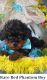 Toy Poodle Puppies for sale in Southgate, MI 48195, USA. price: $1,400