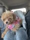 Toy Poodle Puppies for sale in Grand Blanc, Michigan. price: $1,700