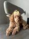 Toy Poodle Puppies for sale in Naples, Florida. price: $1,700